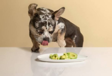 can dogs have avocado