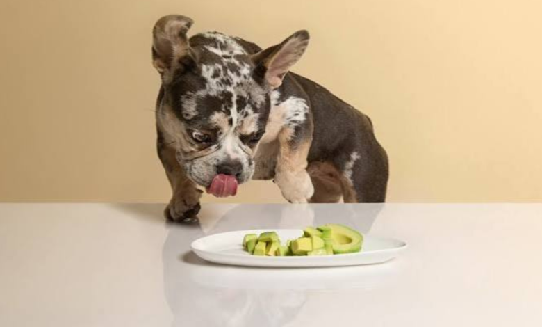 can dogs have avocado