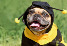 dog stung by bee