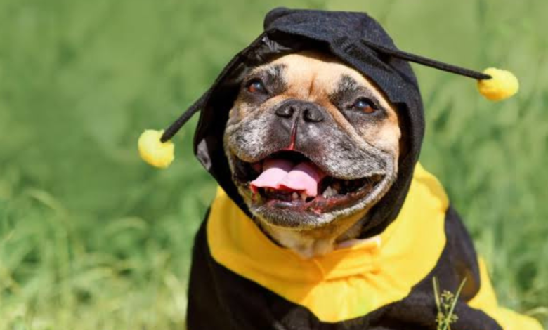 dog stung by bee