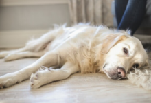 signs your dog is dying