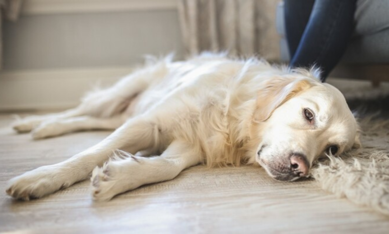 signs your dog is dying